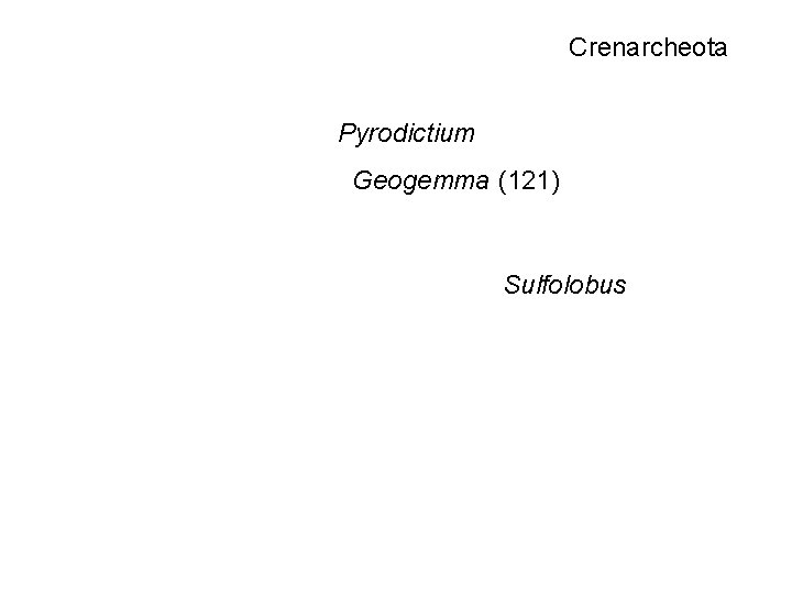 Crenarcheota Pyrodictium Geogemma (121) Sulfolobus 