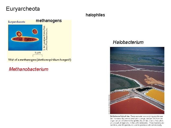 Euryarcheota halophiles methanogens Halobacterium Methanobacterium 