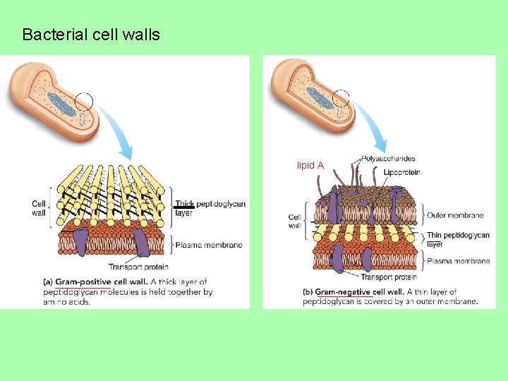 Bacterial cell walls lipid A 
