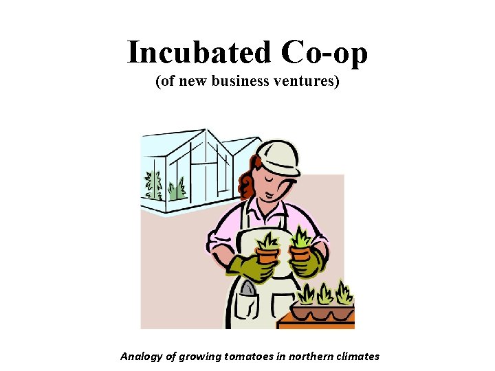 Incubated Co-op (of new business ventures) Analogy of growing tomatoes in northern climates 