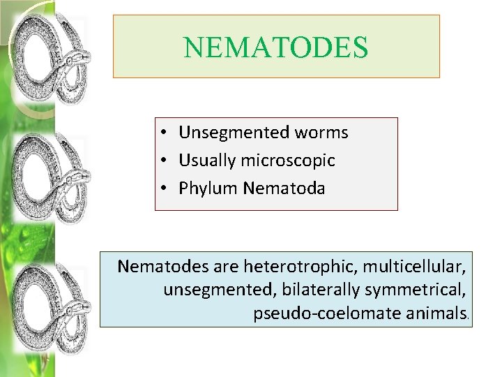 NEMATODES • Unsegmented worms • Usually microscopic • Phylum Nematoda Nematodes are heterotrophic, multicellular,