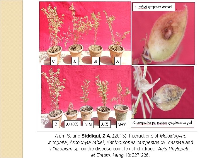 Alam S. and Siddiqui, Z. A. , (2013). Interactions of Meloidogyne incognita, Ascochyta rabiei,