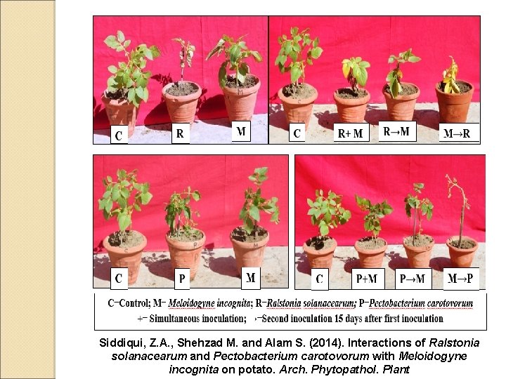 Siddiqui, Z. A. , Shehzad M. and Alam S. (2014). Interactions of Ralstonia solanacearum