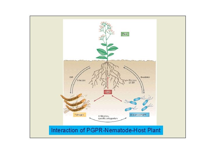 Interaction of PGPR-Nematode-Host Plant 