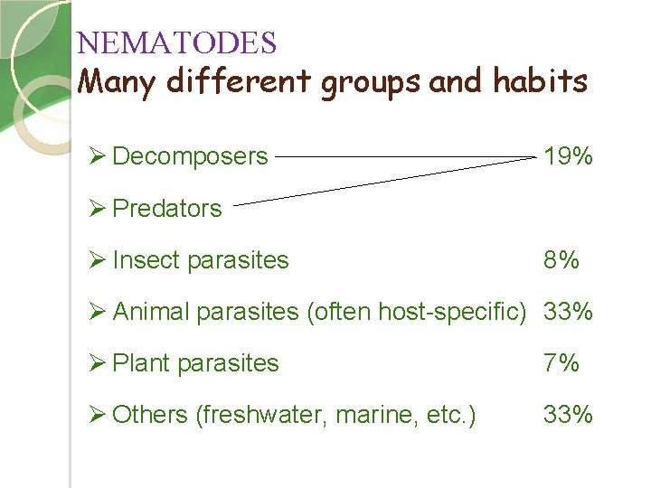 NEMATODES Many different groups and habits Ø Decomposers 19% Ø Predators Ø Insect parasites