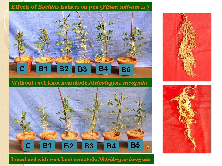 Effects of Bacillus isolates on pea (Pisum sativum L. ) C B 1 B