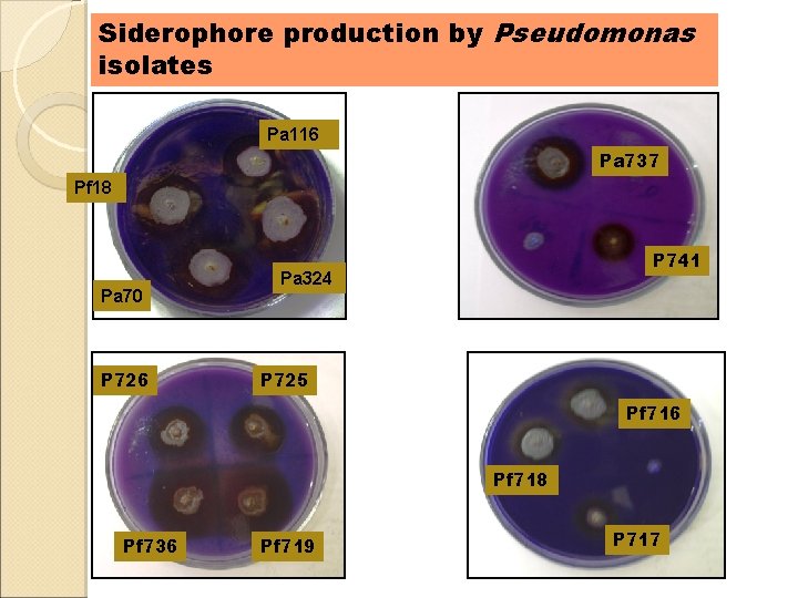 Siderophore production by Pseudomonas isolates Pa 116 Pa 737 Pf 18 Pa 70 P