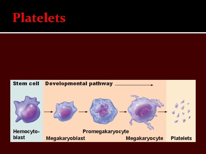 Platelets Stem cell Developmental pathway Hemocytoblast Promegakaryocyte Megakaryoblast Megakaryocyte Platelets 