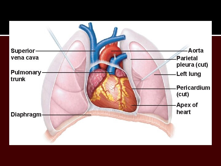 Superior vena cava Aorta Parietal pleura (cut) Pulmonary trunk Left lung Pericardium (cut) Diaphragm