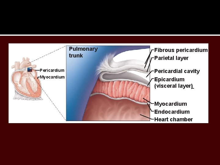 Pulmonary trunk Pericardium Myocardium Fibrous pericardium Parietal layer Pericardial cavity Epicardium (visceral layer) Myocardium