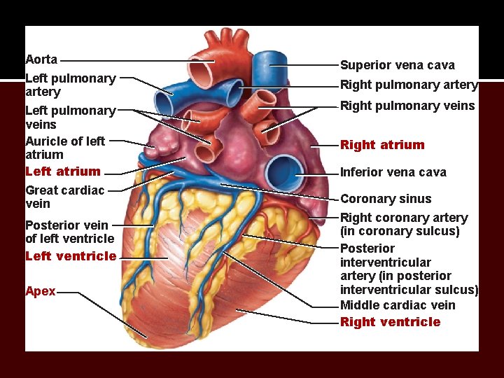 Aorta Left pulmonary artery Left pulmonary veins Auricle of left atrium Left atrium Great