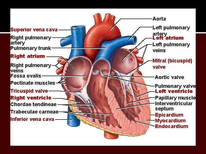 Aorta Superior vena cava Right pulmonary artery Pulmonary trunk Right atrium Right pulmonary veins