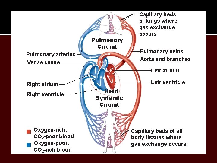 Pulmonary Circuit Pulmonary arteries Venae cavae Capillary beds of lungs where gas exchange occurs