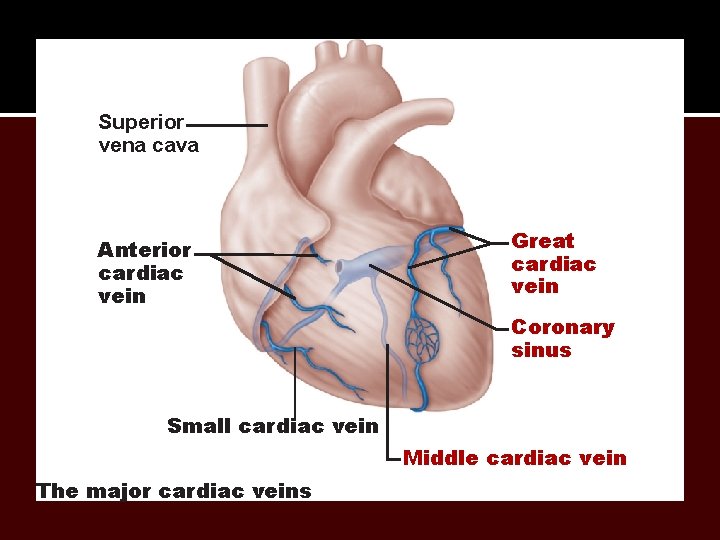 Superior vena cava Anterior cardiac veins Great cardiac vein Coronary sinus Small cardiac vein