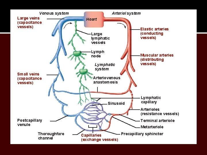 Venous system Large veins (capacitance vessels) Arterial system Heart Large lymphatic vessels Lymph node