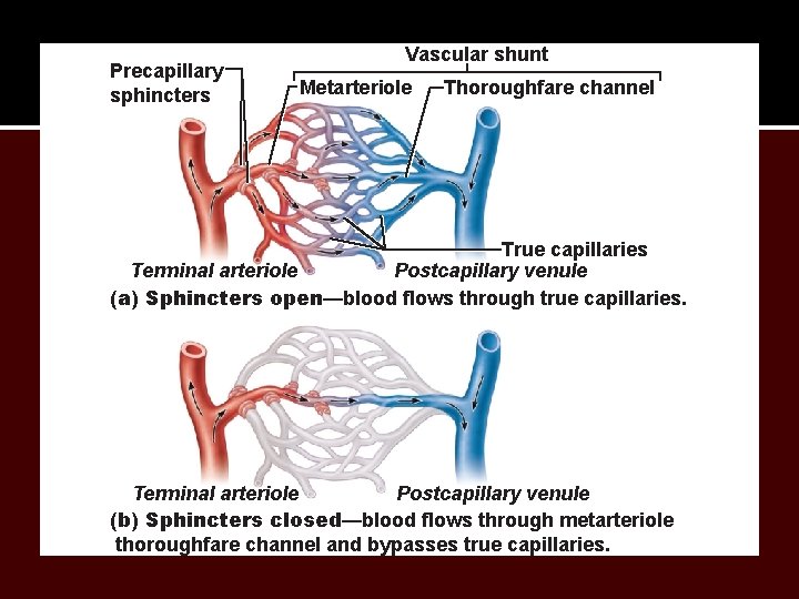 Precapillary sphincters Vascular shunt Metarteriole Thoroughfare channel True capillaries Terminal arteriole Postcapillary venule (a)