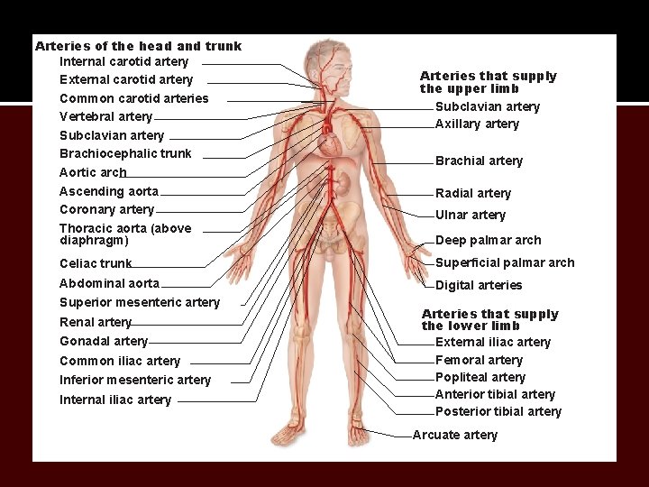 Arteries of the head and trunk Internal carotid artery External carotid artery Common carotid