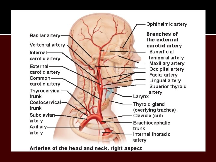 Ophthalmic artery Basilar artery Vertebral artery Internal carotid artery External carotid artery Common carotid