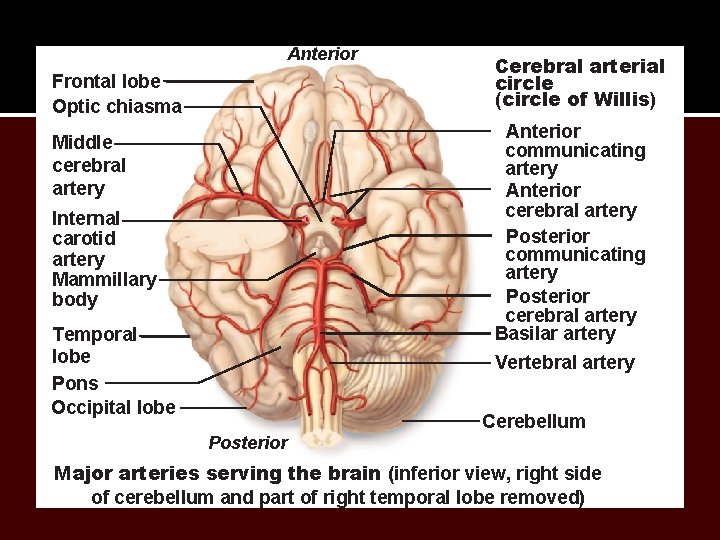 Anterior Frontal lobe Optic chiasma Cerebral arterial circle (circle of Willis) • Anterior communicating