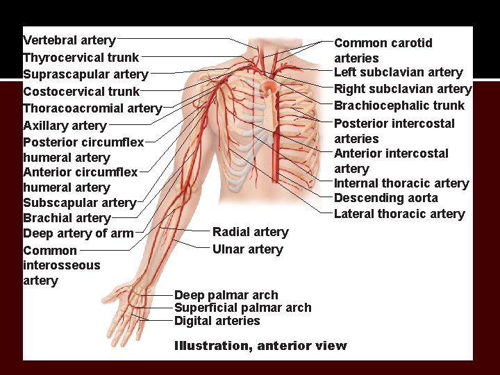 Vertebral artery Thyrocervical trunk Suprascapular artery Costocervical trunk Thoracoacromial artery Axillary artery Posterior circumflex