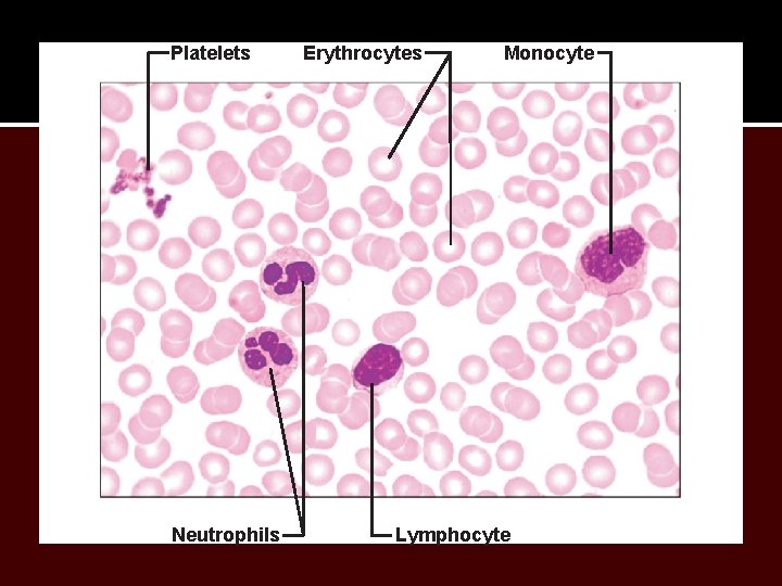 Platelets Neutrophils Erythrocytes Monocyte Lymphocyte 