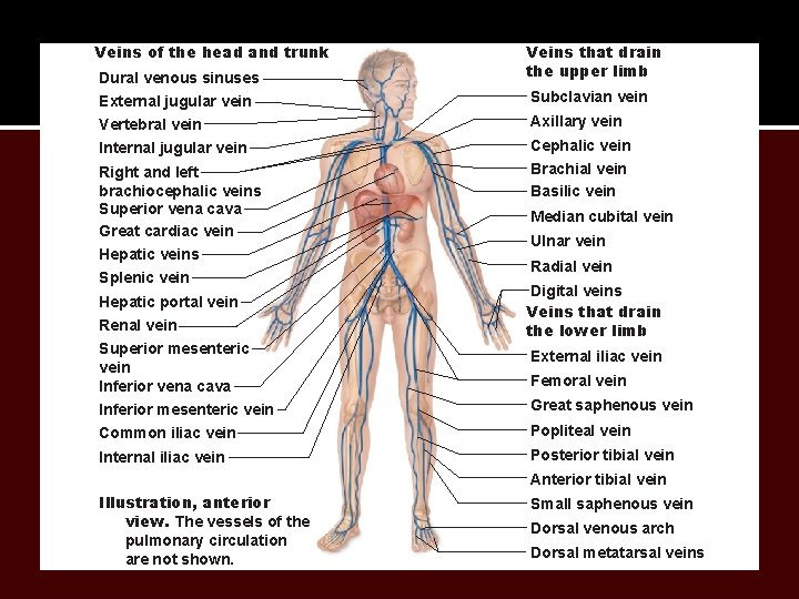 Veins of the head and trunk Dural venous sinuses External jugular vein Vertebral vein