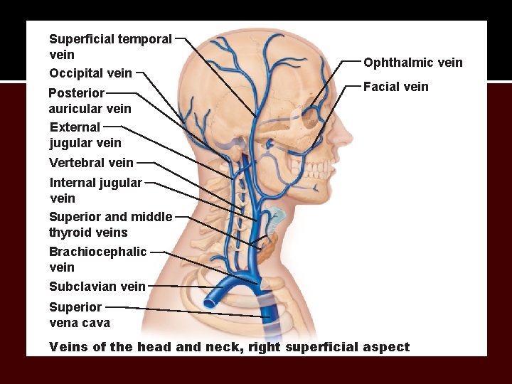 Superficial temporal vein Occipital vein Posterior auricular vein External jugular vein Ophthalmic vein Facial