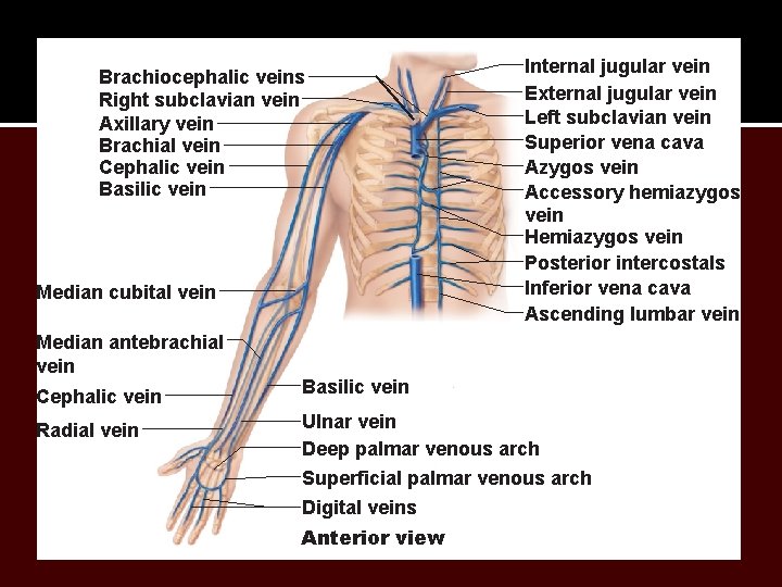 Brachiocephalic veins Right subclavian vein Axillary vein Brachial vein Cephalic vein Basilic vein Median