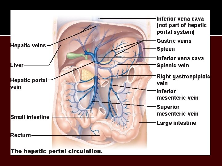 Inferior vena cava (not part of hepatic portal system) Hepatic veins Liver Hepatic portal