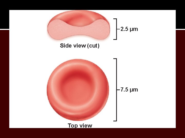 2. 5 µm Side view (cut) 7. 5 µm Top view 