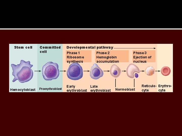 Stem cell Hemocytoblast Committed cell Proerythroblast Developmental pathway Phase 1 Ribosome synthesis Phase 2