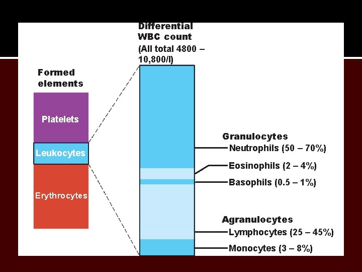 Differential WBC count (All total 4800 – 10, 800/l) Formed elements Platelets Leukocytes Granulocytes