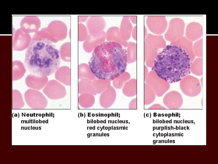 (a) Neutrophil; multilobed nucleus (b) Eosinophil; bilobed nucleus, red cytoplasmic granules (c) Basophil; bilobed