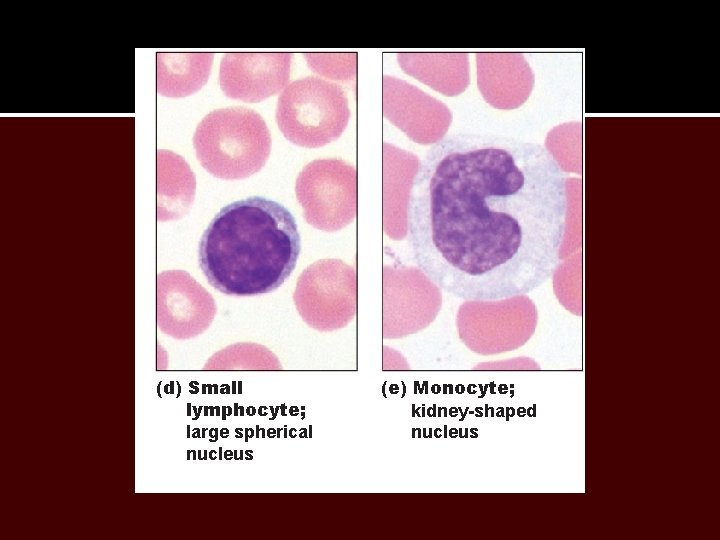 (d) Small lymphocyte; large spherical nucleus (e) Monocyte; kidney-shaped nucleus 