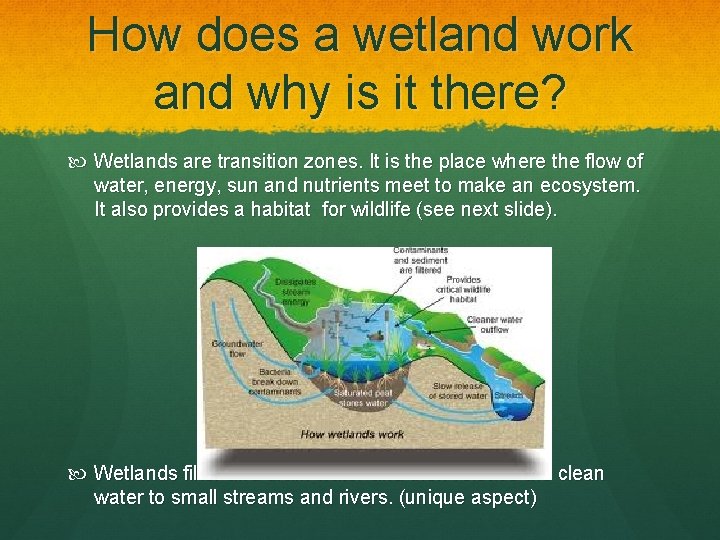 How does a wetland work and why is it there? Wetlands are transition zones.