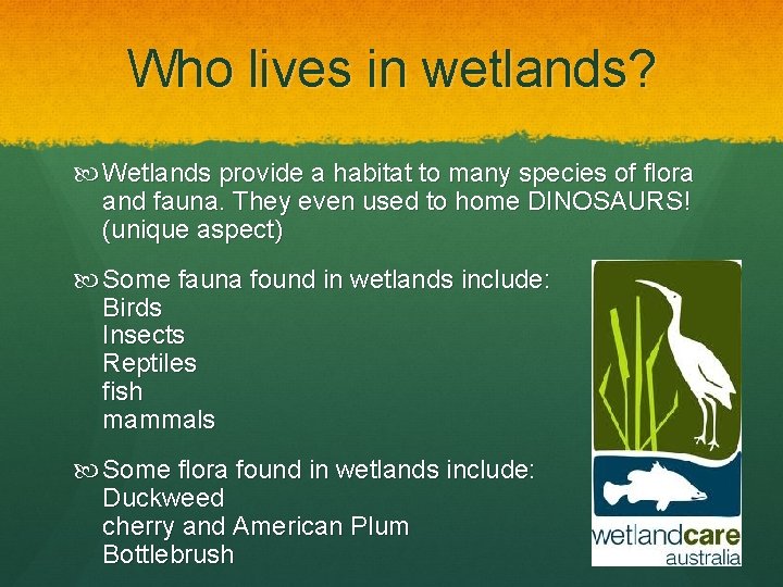 Who lives in wetlands? Wetlands provide a habitat to many species of flora and