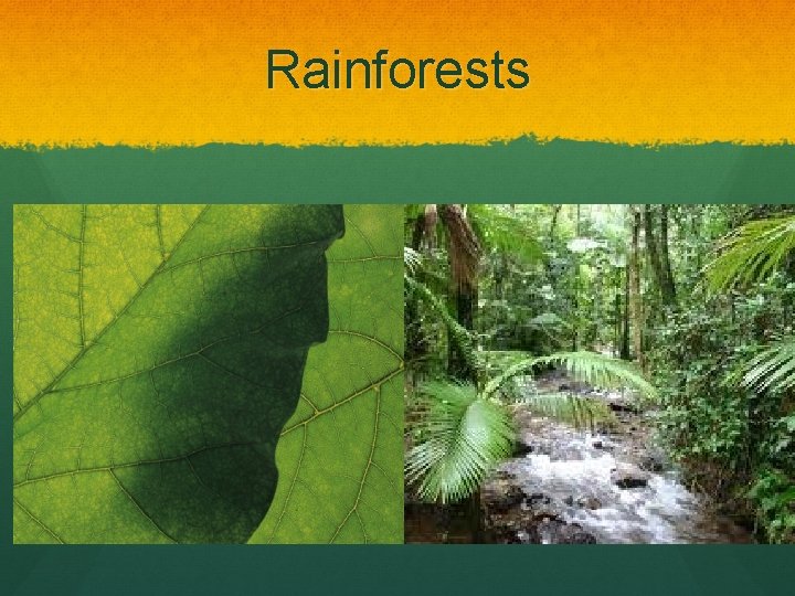 Rainforests 