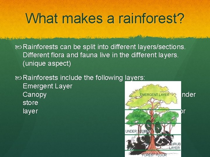 What makes a rainforest? Rainforests can be split into different layers/sections. Different flora and