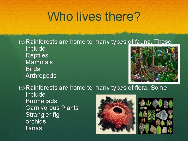Who lives there? Rainforests are home to many types of fauna. These include :