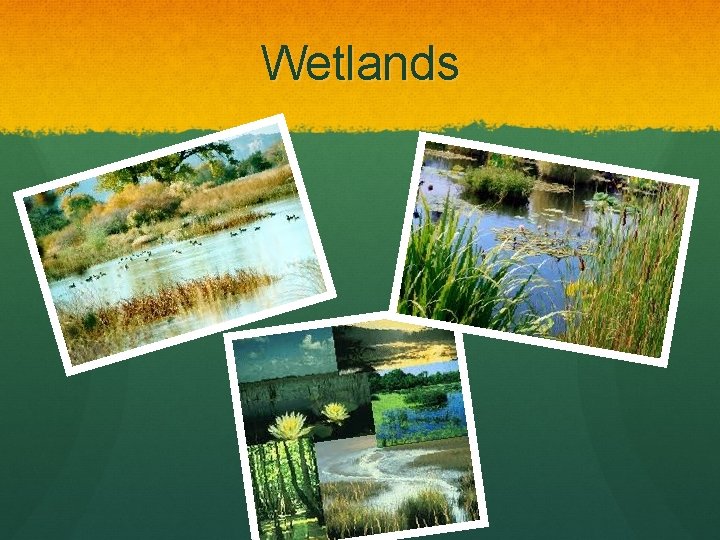 Wetlands 