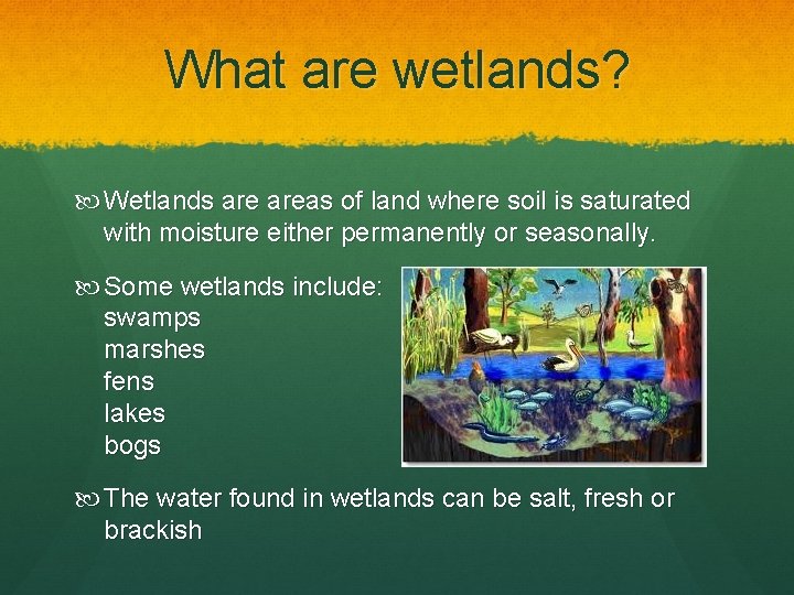 What are wetlands? Wetlands areas of land where soil is saturated with moisture either