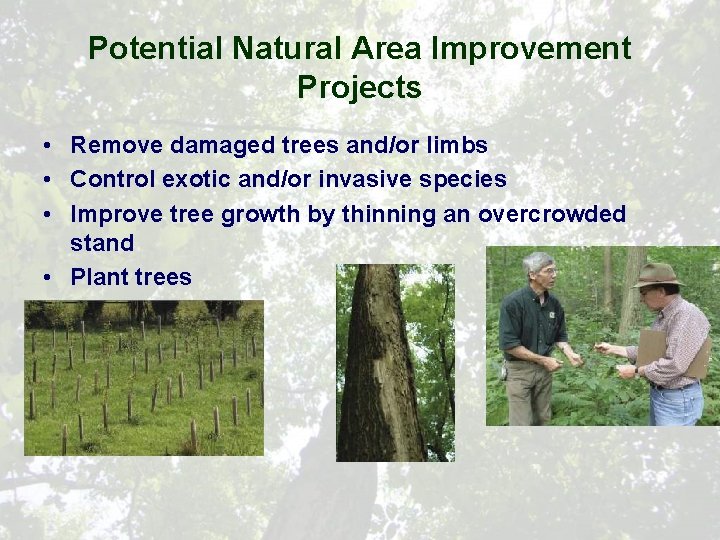 Potential Natural Area Improvement Projects • Remove damaged trees and/or limbs • Control exotic