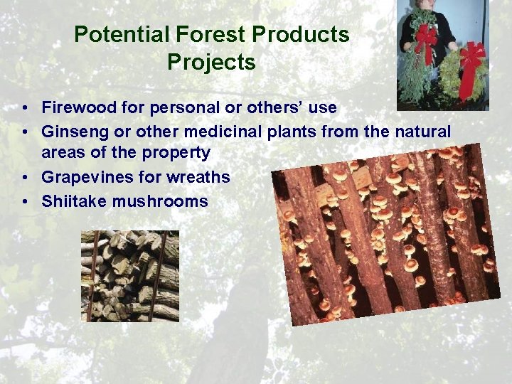 Potential Forest Products Projects • Firewood for personal or others’ use • Ginseng or