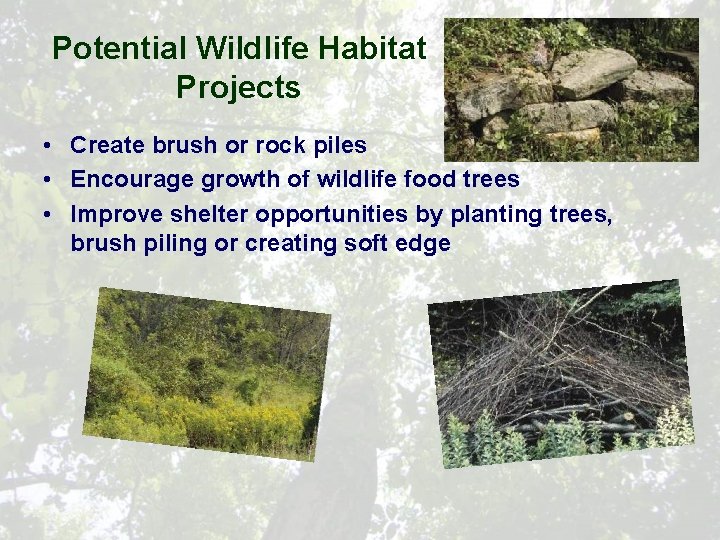 Potential Wildlife Habitat Projects • Create brush or rock piles • Encourage growth of