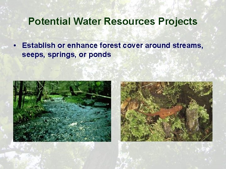 Potential Water Resources Projects • Establish or enhance forest cover around streams, seeps, springs,