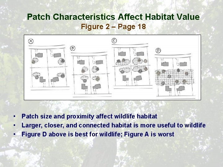 Patch Characteristics Affect Habitat Value Figure 2 – Page 18 • Patch size and