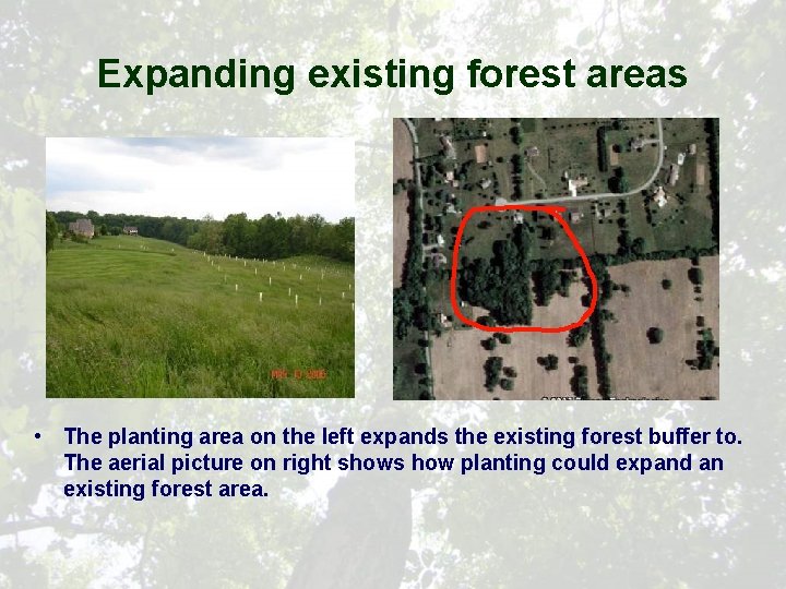 Expanding existing forest areas • The planting area on the left expands the existing