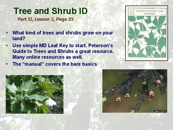 Tree and Shrub ID Part II, Lesson 3, Page 25 • What kind of