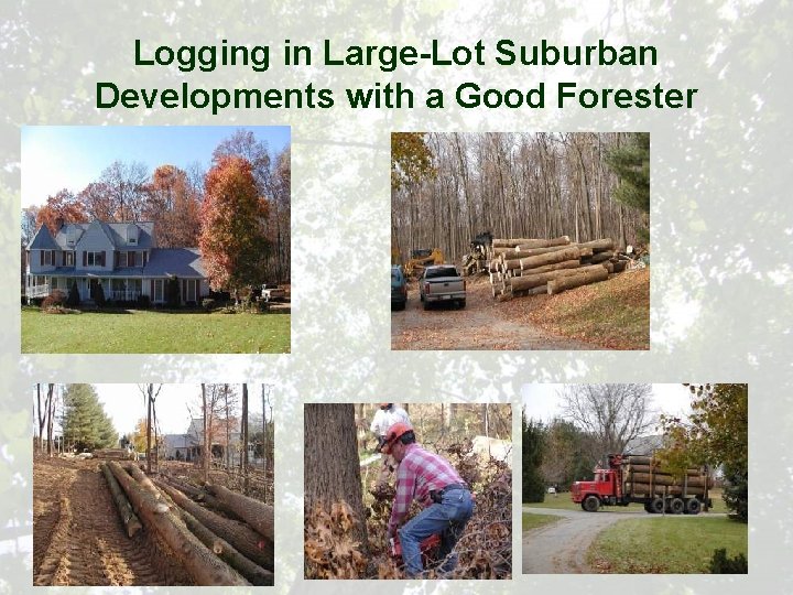Logging in Large-Lot Suburban Developments with a Good Forester 