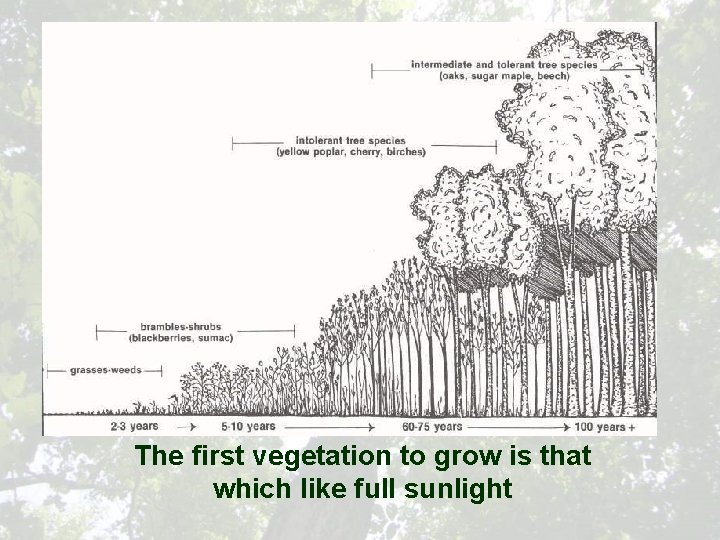 The first vegetation to grow is that which like full sunlight 